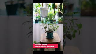 Timelapse Hypoestes Polka Dot Plant 2 Hours 하이포테스 타임랩스 2시간 plants garden gardening Hypoestes [upl. by Laryssa]