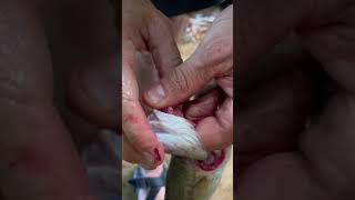 How to Clean a Fish With NO Knife [upl. by Soalokin]