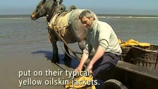 Shrimp fishing on horseback in Oostduinkerke [upl. by Harlene]