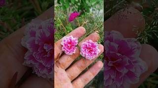 How to Pollinate Portulika Flowers 🟣⚪🌸 trending mossrose portulacaflower viralshorts plant [upl. by Vogele]