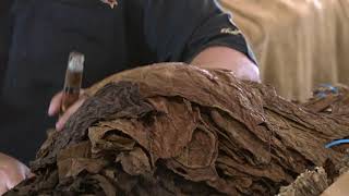 Nick Perdomo Compares Sun Grown and Maduro Wrapper Tobaccos in the Fermentation Department [upl. by Jago]