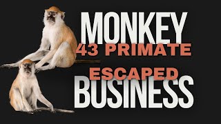 They are citing the reason that 43 monkeys escaped a South Carolina research facility as human error [upl. by Forras]