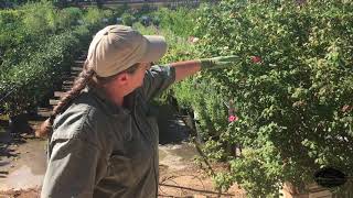 How to Prune Your Rose Bushes in Summer [upl. by Okomot]