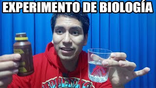 Experimento CLASICO de primer ciclo en el curso de BIOLOGIA de Universidad DETECTAR ALMIDON [upl. by Nwavahs135]