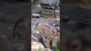 Monkey shorts short monkeylove monky monkey babymonkey monkeyvideo Monkey animals ape [upl. by Niltag]