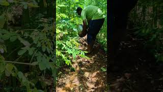 Betel vine care in the first weekமுதல் வாரத்தில் வெற்றிலை கொடி பராமரிப்புUyirAnbu shorts [upl. by Natehc]