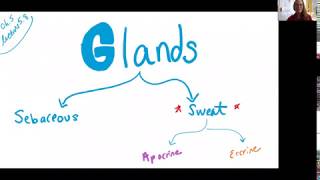 Biol 2010 Lect 58 Sweat Glands [upl. by Nadabb783]