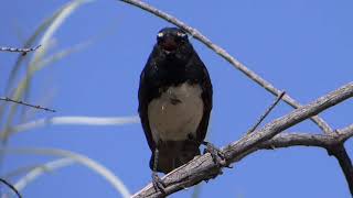 Willie Wagtail [upl. by Neirod]