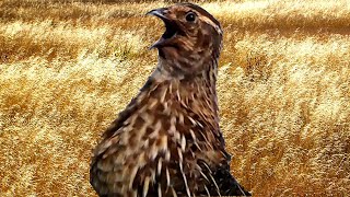 Quail call  crowing  sounds  Coturnix  Bird [upl. by Ecilahs726]