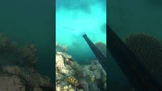 Easy Spearfishing [upl. by Tia]