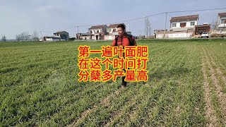 小麦第一遍叶面肥，在这个时间打，分蘖多产量高 [upl. by Eleanore]