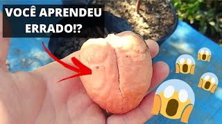 🔴 TEM JEITO CERTO DE PLANTAR SEMENTE DE ABACATE 🤔 VOCÊ VAI SE SURPREENDER  COMO PLANTAR ABACATE [upl. by Arikal]