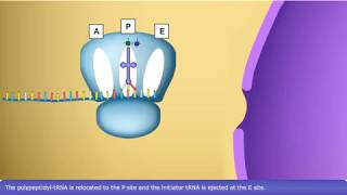 Detailed Animation on DNA translation [upl. by Pooley665]