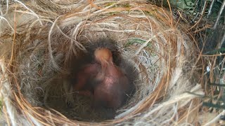 2020 common Crossbill breeding season  2 Eggs hatched and chick feeding [upl. by Arik]