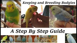 Breeding and Keeping Budgies  A step by step guide How to [upl. by Kung548]