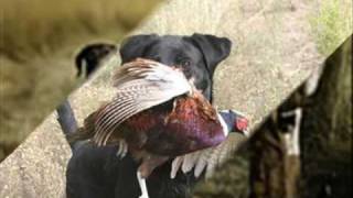 Pheasant Hunting Dogs [upl. by Robbert]