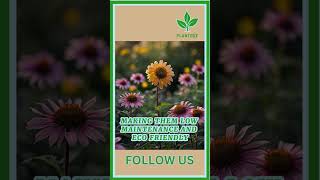 Benefits of the Pinwheel Coneflower indoorplants garden gardening plantstation coneflower [upl. by Otreblasiul]