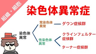 【国試対策】染色体異常（ダウン症候群、クラインフェルター症候群、ターナー症候群） [upl. by Trillby]