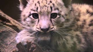 Snow Leopard Cub HD  Schneeleopard JungtierHD [upl. by Omrelliug]