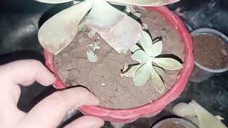 echeveria plant care [upl. by Frierson]