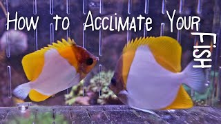 How I Acclimated the Yellow Pyramid Butterflyfish from Dr Reefs Quarantined Fish [upl. by Enihsnus]