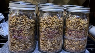 How to Make Mushroom Grain Spawn Jars Step by Step [upl. by Iphigenia]