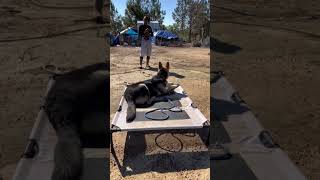 Dog Training germanshepherd dogtraining gsd homestead farm backyardchickens dog [upl. by Finah]