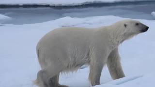 IJsberen op Spitsbergen [upl. by Oralla]