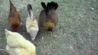 Behavior Of A Broody Hen [upl. by Lana]