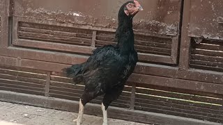 Kagar female aseel for sale shaheen nagar Hyderabad TS 8686737415 [upl. by Dlarrej]