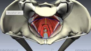 Pelvic Floor Part 1  The Pelvic Diaphragm  3D Anatomy Tutorial [upl. by Hen]