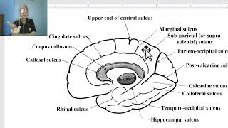 Anatomy of CNS Module in Arabic 2024  Sulci and gyri of medial surface of cerebral hemisphere [upl. by Scully693]