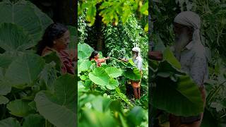 ചീരച്ചേമ്പും ചീമച്ചേമ്പും  Saranghills  Dakshina colocasia kerala farmlife cheerachembu [upl. by Ednalrym]