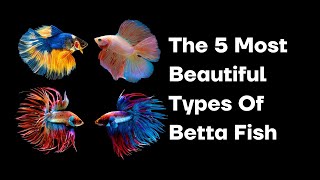 The 5 Most Beautiful Types Of Betta Fish [upl. by Aiekat836]