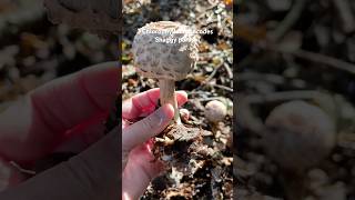 Chlorophyllumrhacodes Shaggyparasol chlorophyllum foraginguk wildmushrooms wildmushrooms [upl. by Adelheid732]