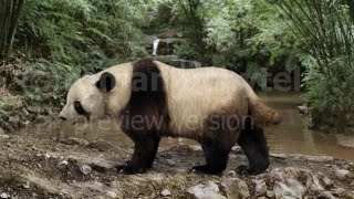 Panda Enano  Ailuropoda Microta  DinoPedias 🇨🇳 [upl. by Amahcen]