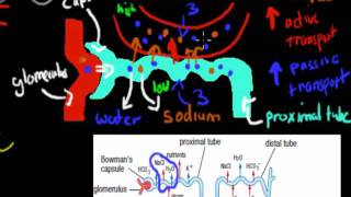 MB39 Aldosterone and ADH HSC biology [upl. by Yeldoow]