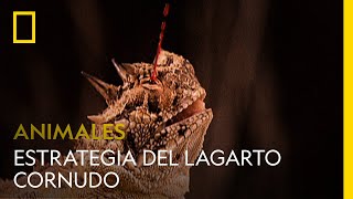 La extraña estrategia del lagarto cornudo  NATIONAL GEOGRAPHIC ESPAÑA [upl. by Raychel991]