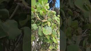 Hurricane Milton damage at a Marco Island Florida Home Service call there today [upl. by Adnarrim358]