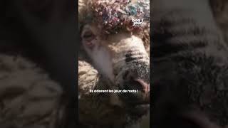 Baanksy le mouton qui peint des toiles prend le relai de Pigcasso le cochon peintre ｜TF1 INFO [upl. by Foushee]