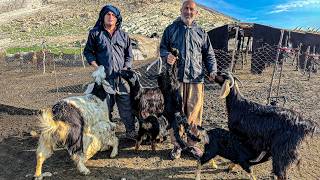 IRAN Nomadic Life Documentary  Daily Life of Iranian Nomads  Nomadic Lifestyle of Iran [upl. by Ahsilla]