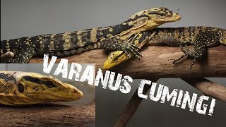 LÉZARD GÉANT  Serpent Venimeux Varanus Cumingi Magnifique espèce de FlavienVenomX [upl. by Karol]