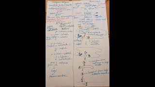 Endogenous Antigen cytosolic pathway [upl. by Oznofla749]