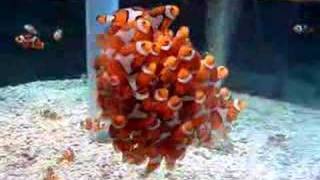 School of Clownfish Fish False Percula [upl. by Cochard]