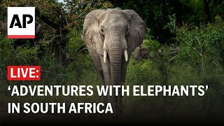 LIVE Elephants at a sanctuary in South Africa [upl. by Breech]