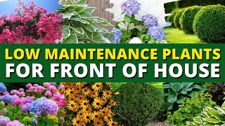 5 Best Low Maintenance Plants for Front of House Garden 🌿🍃 Ground Cover Plants 👍👌 [upl. by Ridgley]