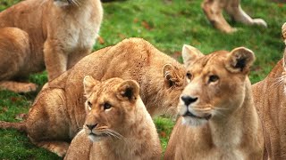 Zoo de Cerza au coeur du plus grand zoo de Normandie [upl. by Senhauser]