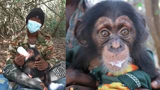 Siaka The Rescued Chimpanzee  A Story of Hope and Survival [upl. by Schuman]