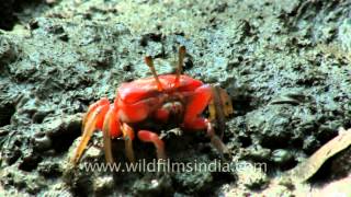 Female fiddler crab picks up a chunk of mud [upl. by Attirehs]