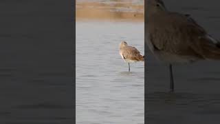 Black tailed Godwit from Velavadar [upl. by Currey]